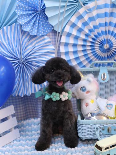 20231124ラテちゃん